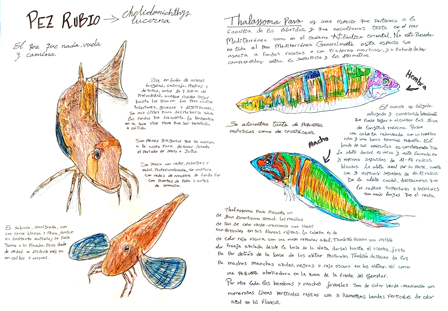 Cuadernos de campo